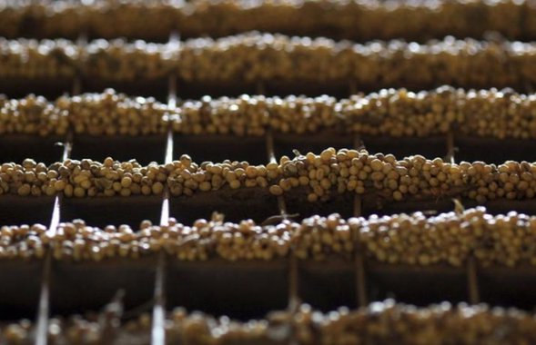 Startups confrontam grandes do agronegócio em técnica de edição genética