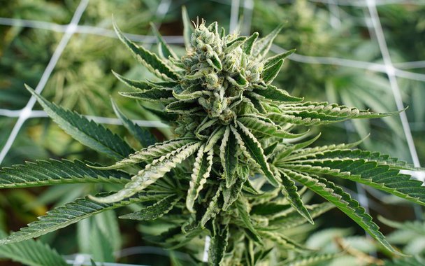 Anvisa da aval para goma de mascar à base de cannabis