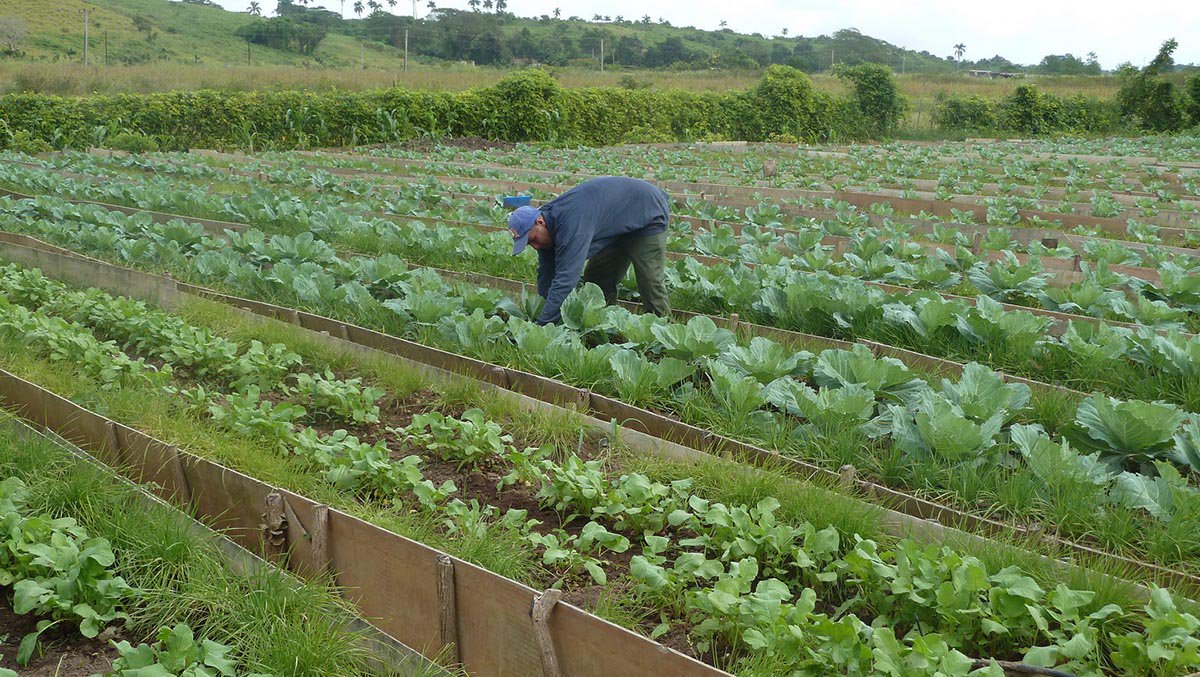 Cuba aumenta participação privada na agricultura