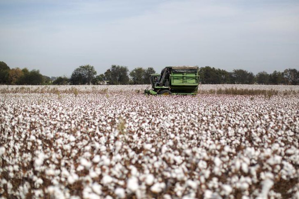 Bahia colhe sua 2ª melhor safra de algodão da história