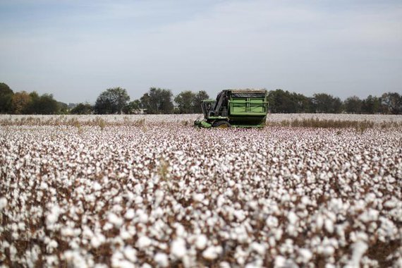 Bahia colhe sua 2ª melhor safra de algodão da história