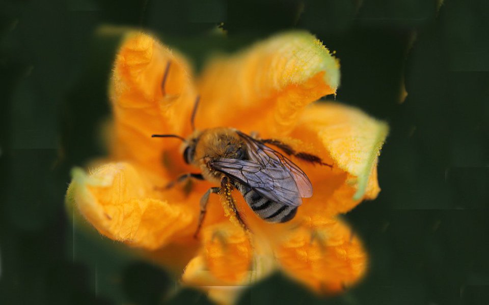 Apocalipse das abelhas. Pesticidas, ambiente e aquecimento são as causas