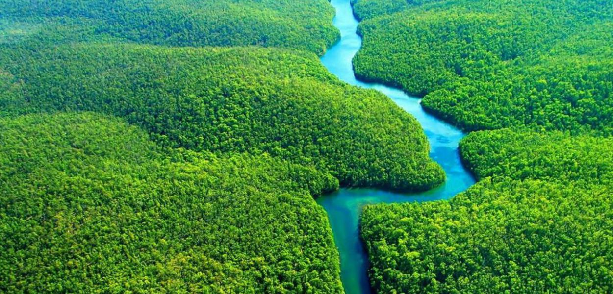 Floresta Amazônica: templo da biodiversidade planetária