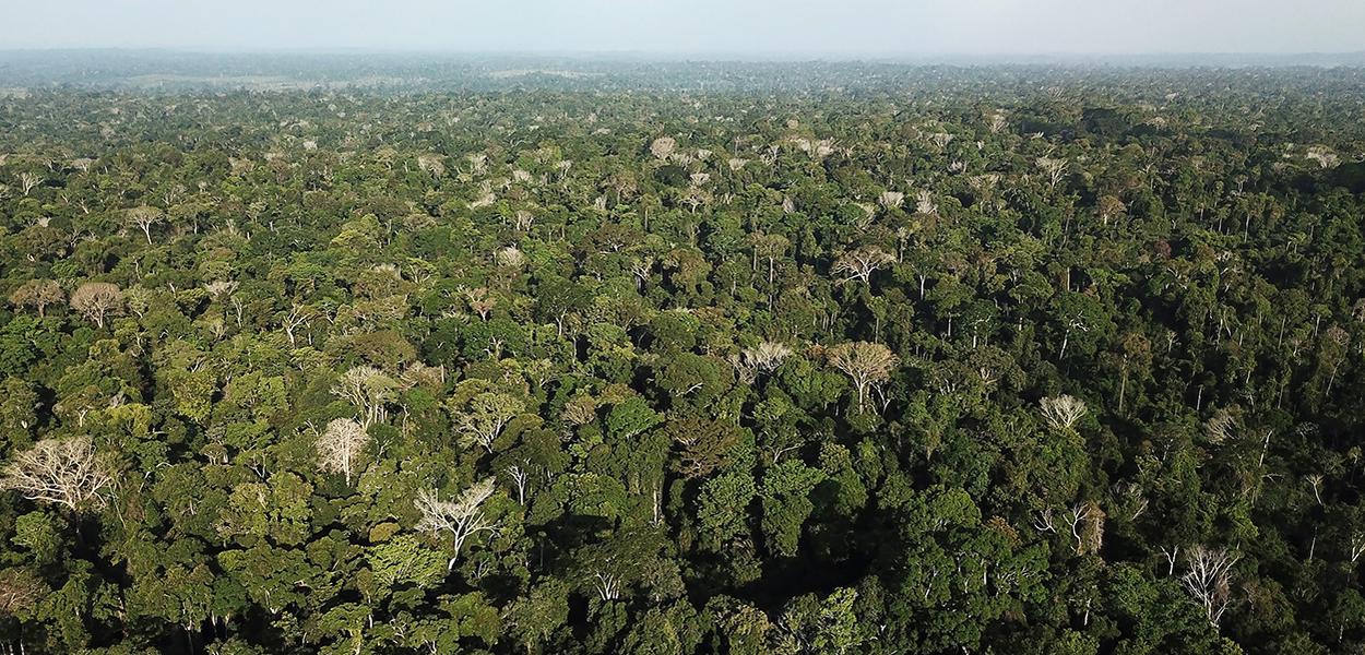 Vista aérea da Amazônia perto de Altamira, no Pará