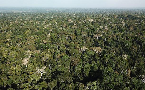 Vista aérea da Amazônia perto de Altamira, no Pará