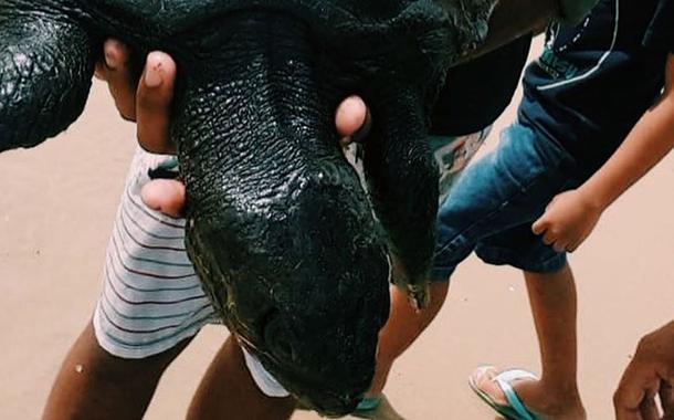 Tartarugas cobertas de petróleo foram encontradas em praias do litoral nordestino