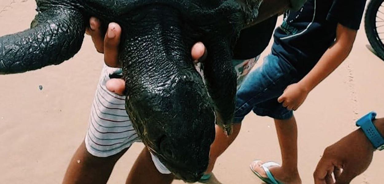 Tartarugas cobertas de petróleo foram encontradas em praias do litoral nordestino