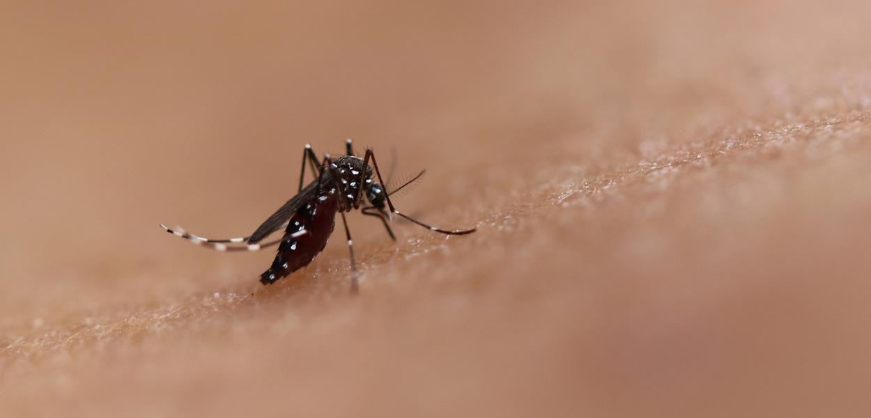 Mosquito Aedes Aegypti