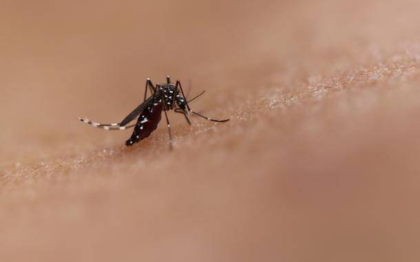 Mosquito Aedes Aegypti