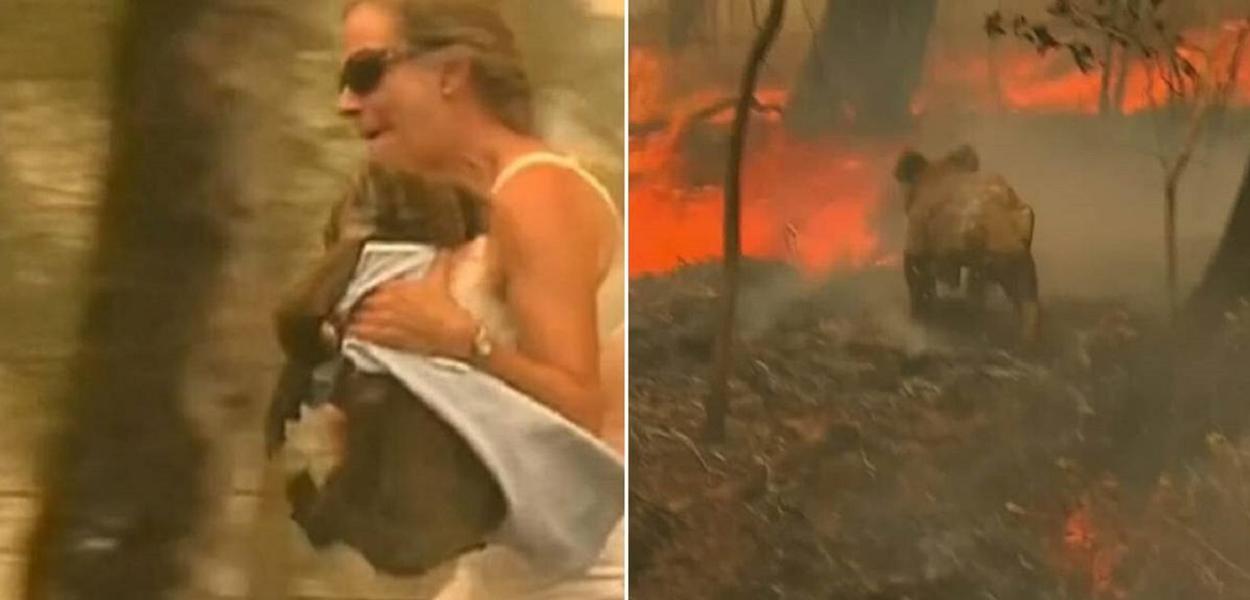 Mulher tenta salvar coala de incêndio na Austrália