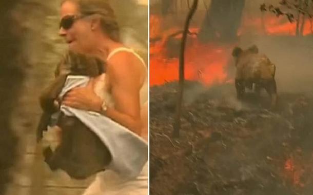 Mulher tenta salvar coala de incêndio na Austrália