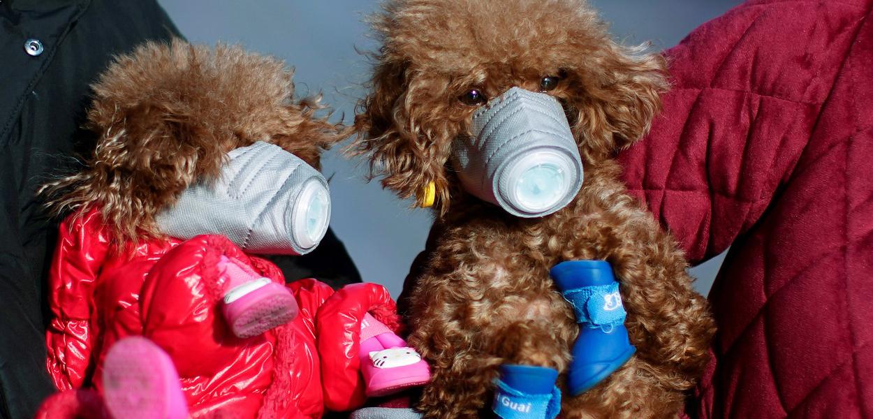 Cães usam máscaras em cidades com alto índice de infecção