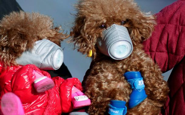 Cães usam máscaras em cidades com alto índice de infecção