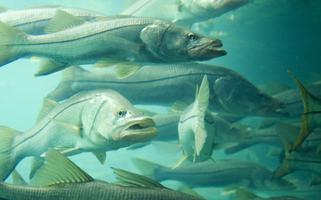 A school of snook in Florida.