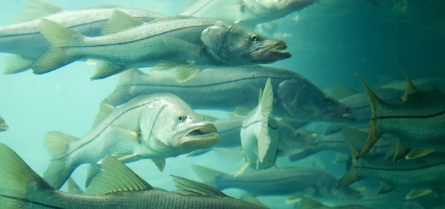 A school of snook in Florida.