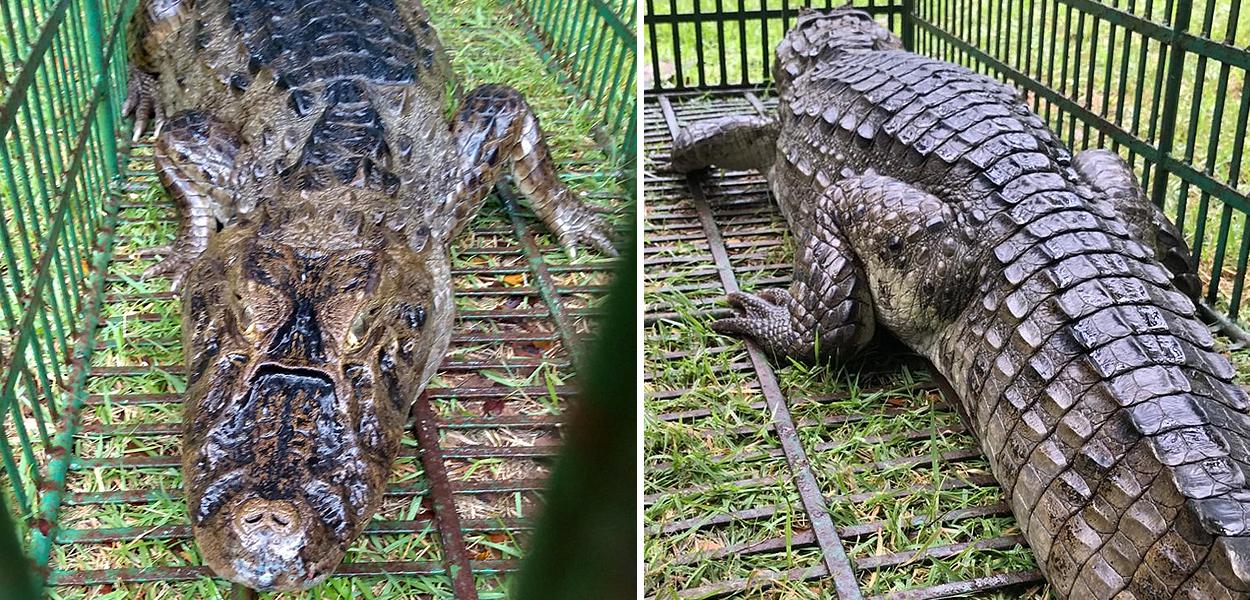 Jacaré de aproximadamente 1,7 metros foi encontrado na rua em Natal.