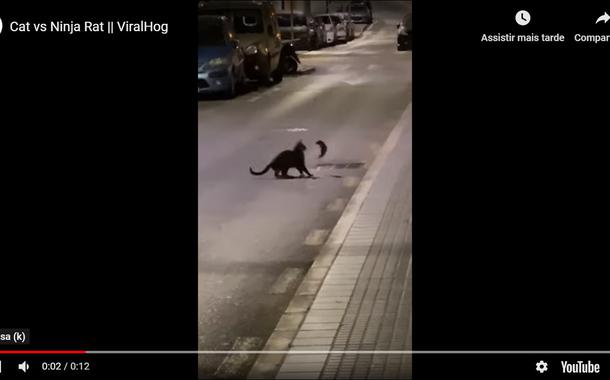 Gato e rato