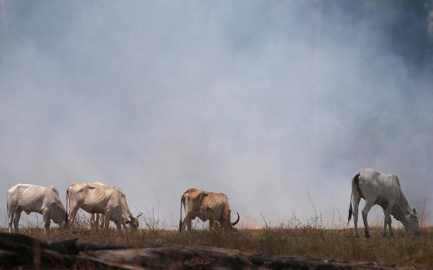Gado em área queimada da Amazônia