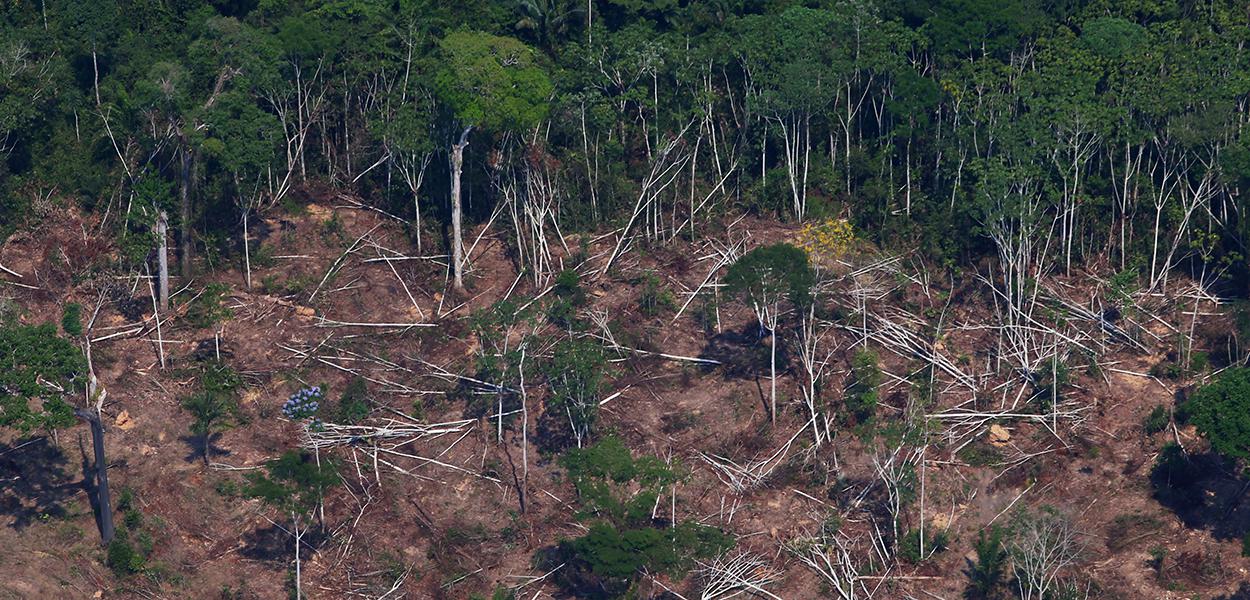 Floresta amazônica, perto de Novo Progresso, Pará.