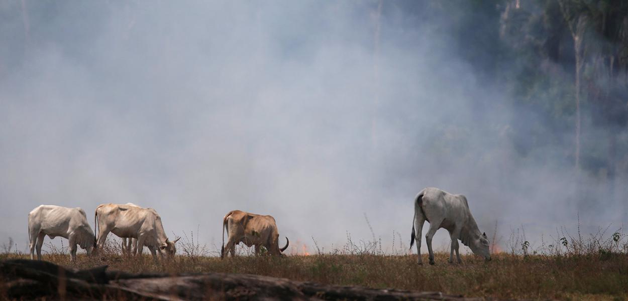 Gado em área queimada da Amazônia