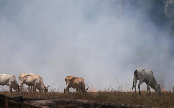 Gado em área queimada da Amazônia