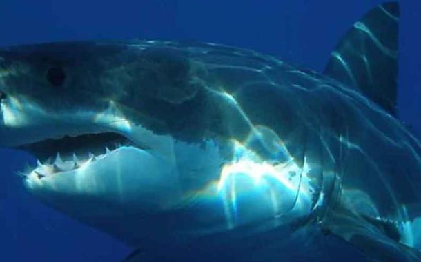 Tubarão-tigre devora tubarão-martelo e cenas viralizam