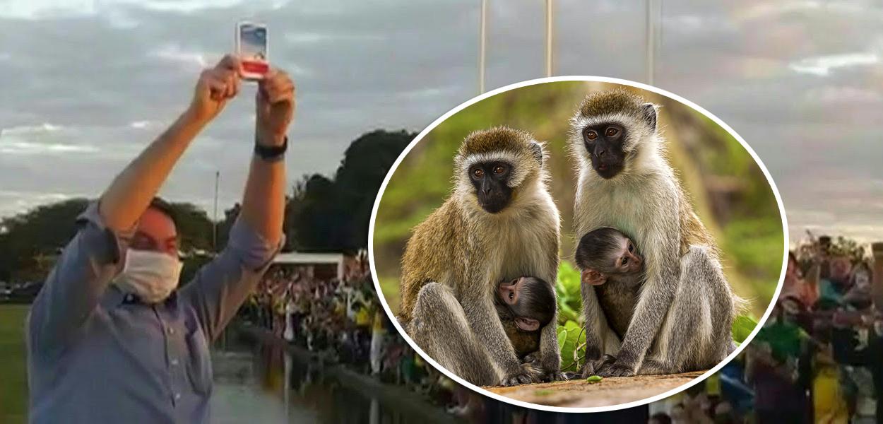 Bolsonaro mostrando caixa de cloroquina e macacos verdes da África