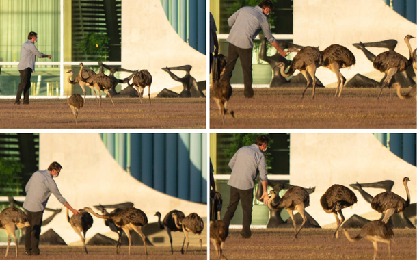 Bolsonaro dá de comer às emas do Palácio da Alvorada