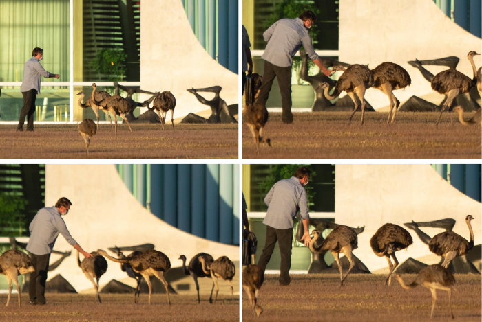 Bolsonaro dá de comer às emas do Palácio da Alvorada