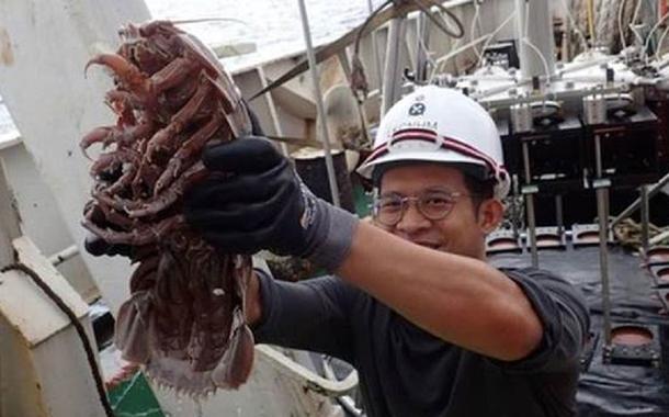Nova espécie de barata gigante do mar é encontrada