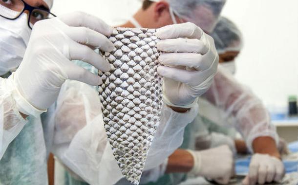 Pele de tilápia brasileira pode salvar vidas de queimados em Beirute