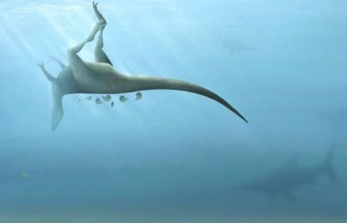 Montagem virtual do Vectaerovenator inopinatus