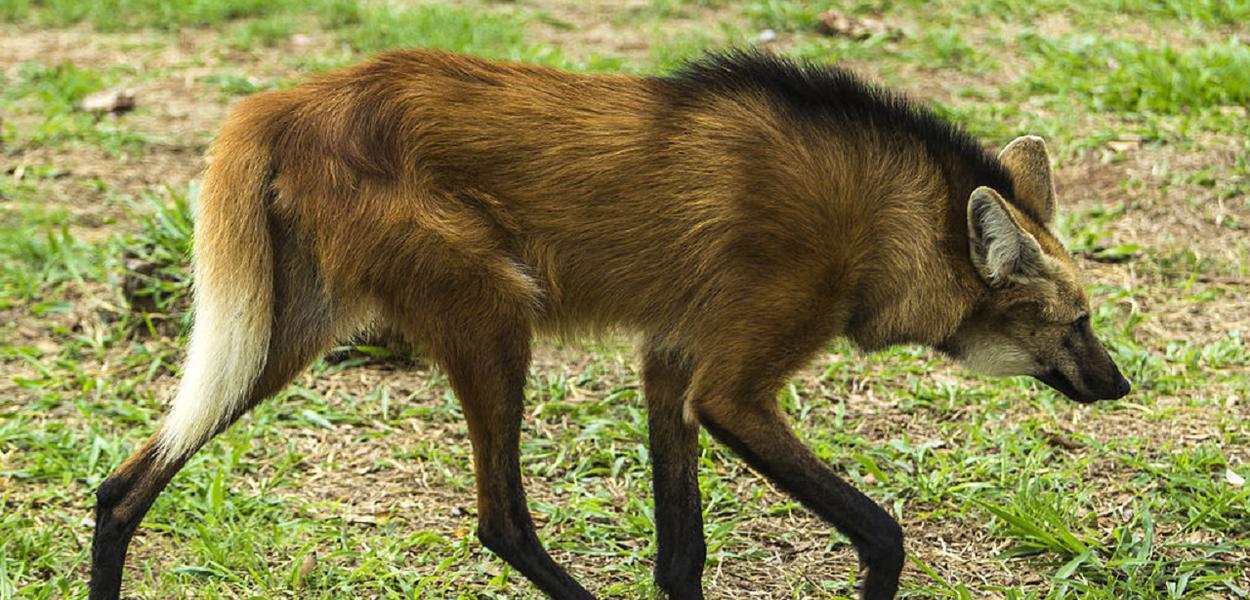 Lobo Guará será a ilustração da nota de R$ 200