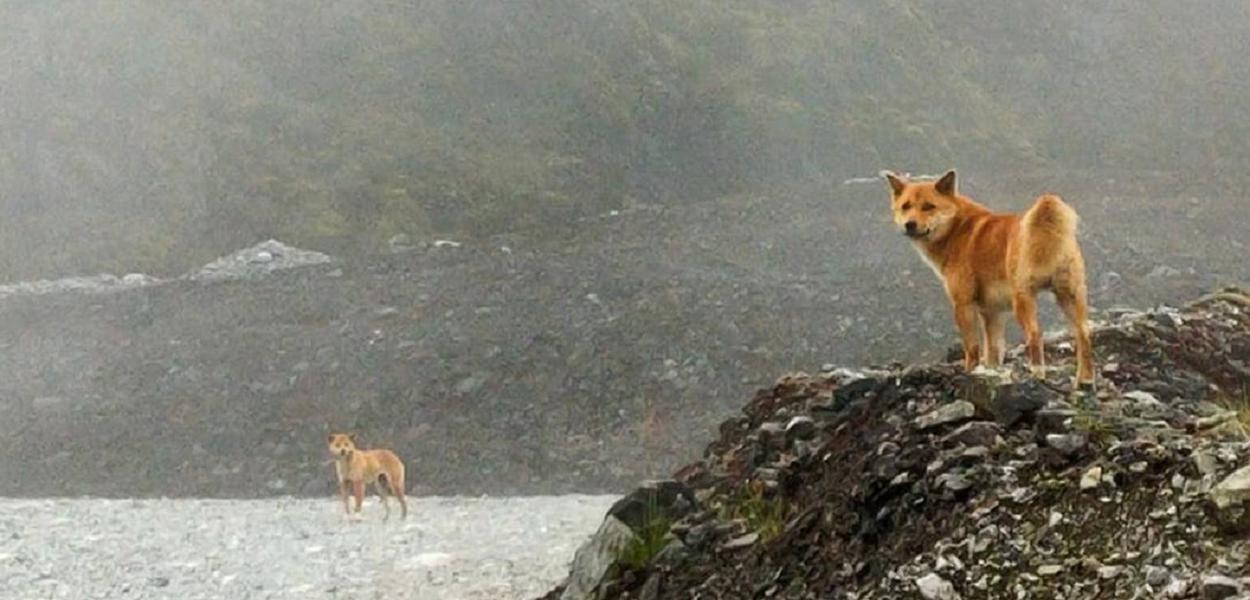 Cão cantor extinto reaparece