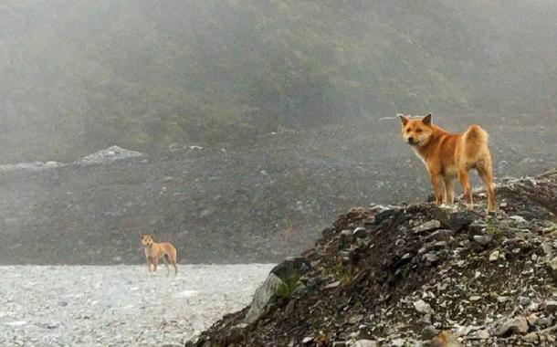 Cão cantor extinto reaparece