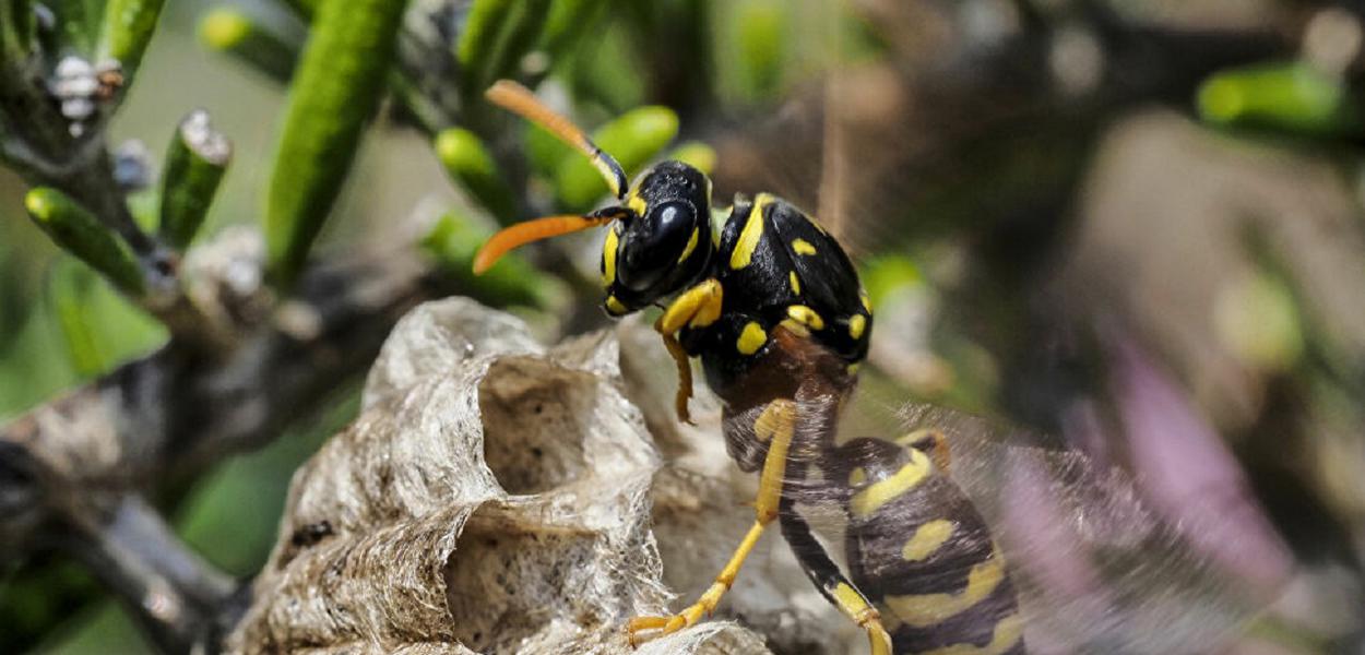 Super vespas bêbadas