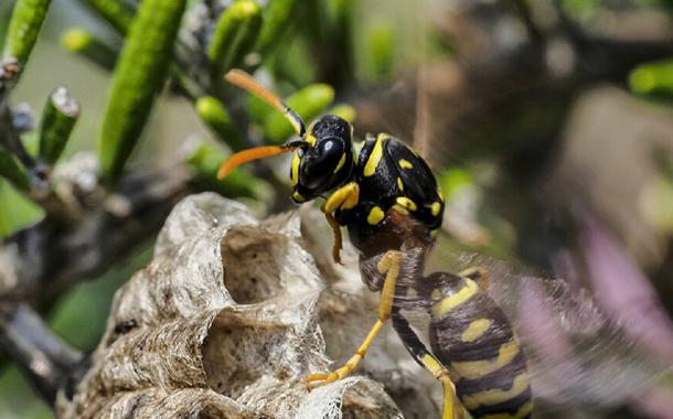 Super vespas bêbadas