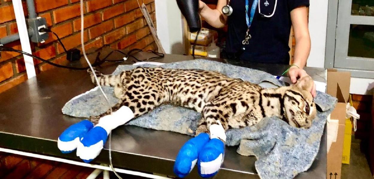 Jaguatirica sofre eutanásia após ter patas queimadas