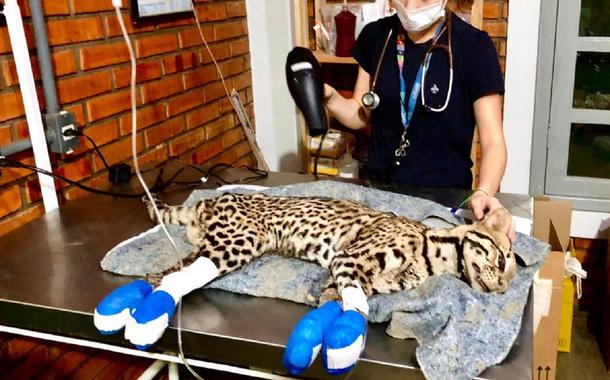 Jaguatirica sofre eutanásia após ter patas queimadas