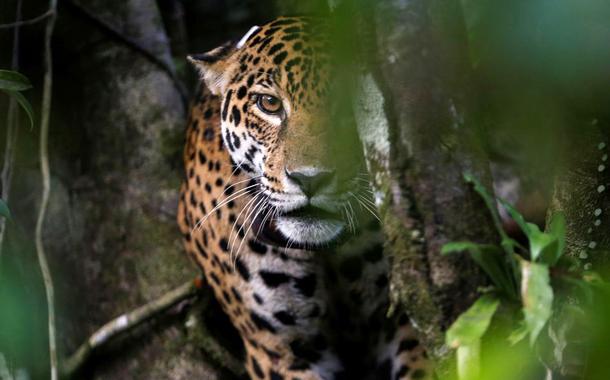 Onça-pintada, endêmica da Mata Atlântica