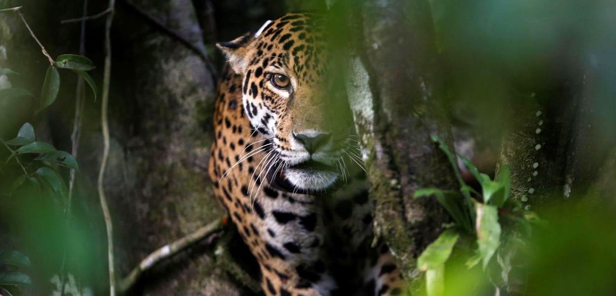 Onça-pintada, endêmica da Mata Atlântica