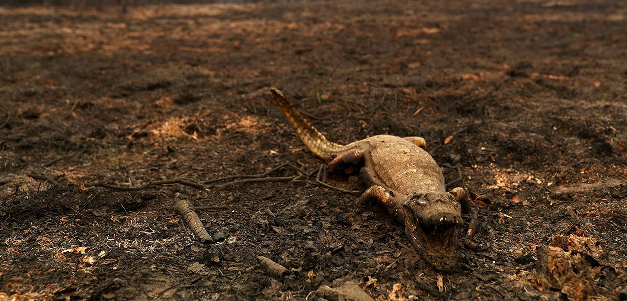 Jacaré morto no Pantanal 31/08/2020