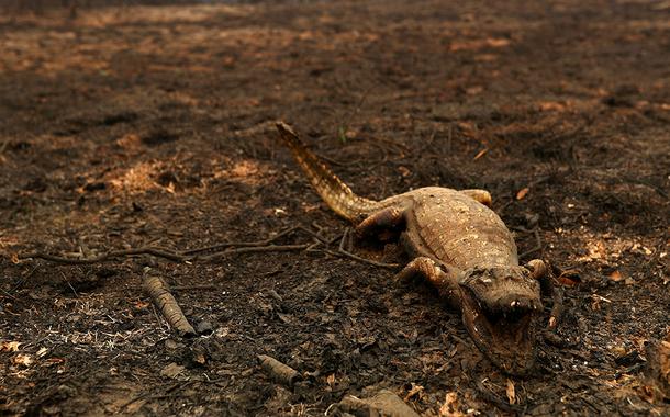 Jacaré morto no Pantanal 31/08/2020