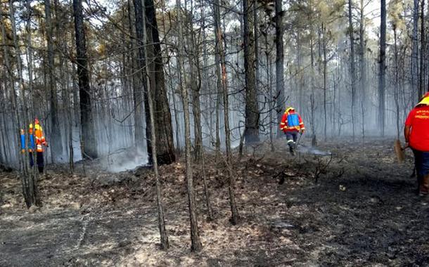 São Paulo registra alta na quantidade de incêndios e resgates de animais