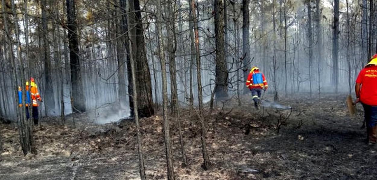 São Paulo registra alta na quantidade de incêndios e resgates de animais