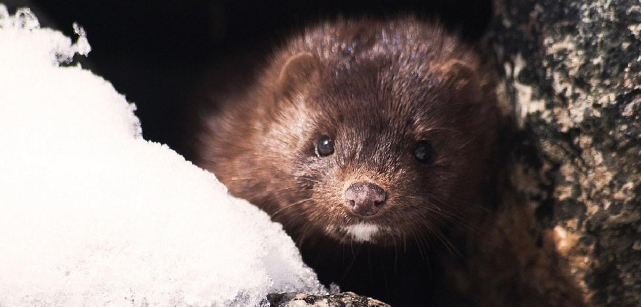 Covid pode ser transmitida entre humanos e animais