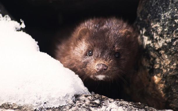 Covid pode ser transmitida entre humanos e animais