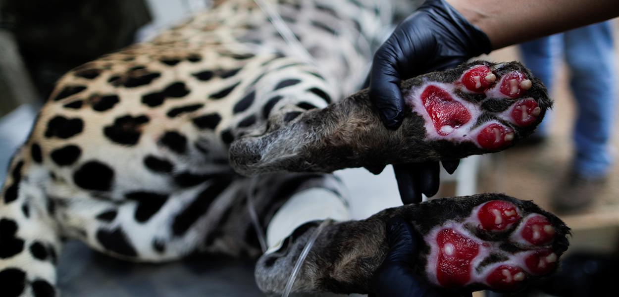 Cuidador mostra ferimentos de queimadura em onça-pintada atingida por incêndios no Pantanal em Corumbá de Goiás