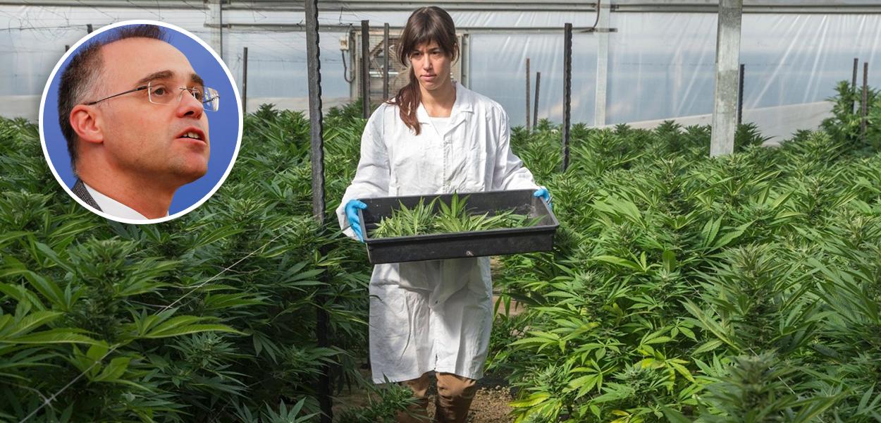 André Mendonça e funcionária da empresa Breath of Life Pharma em estufa de cannabis