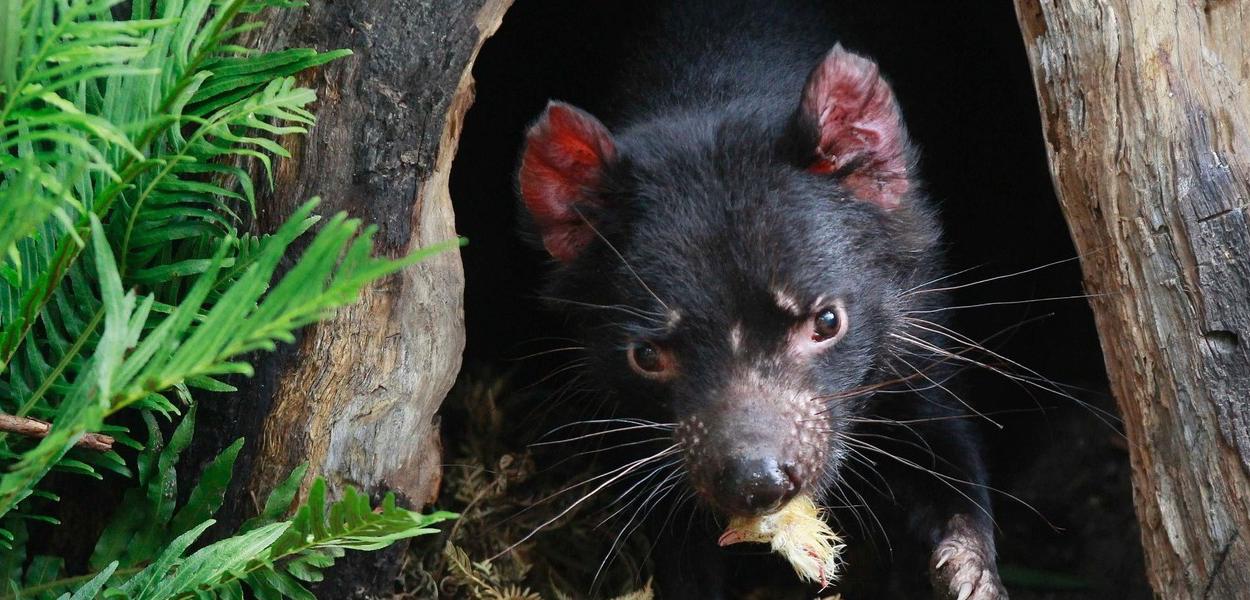 Demônio da Tasmânia